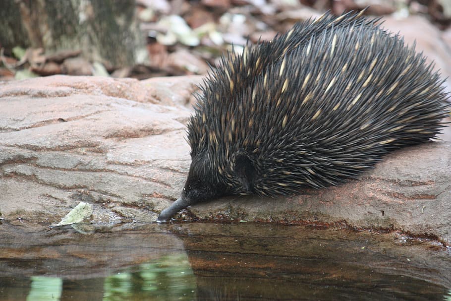 black hedgehog on brown rock, echidna, australia, wildlife, spikes, HD wallpaper