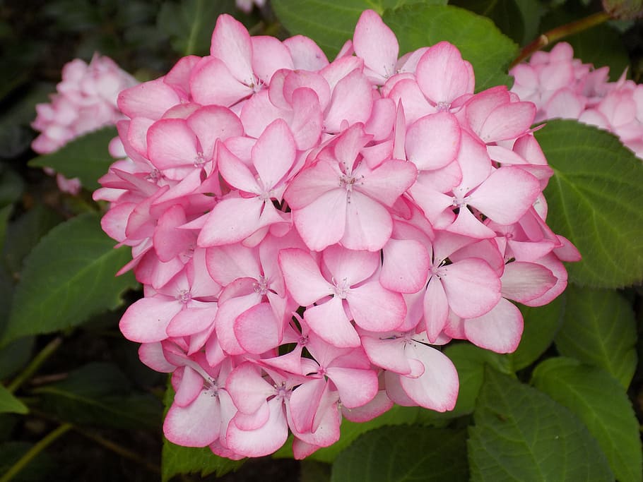 Hydrangea, Flower, Plant, Pink, Blossom, bloom, pink color HD wallpaper