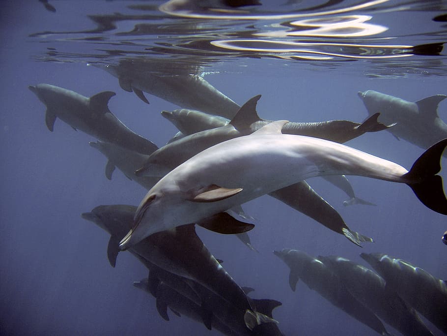 photo of group of dolphins, fish, mammals, delphinidae, diving