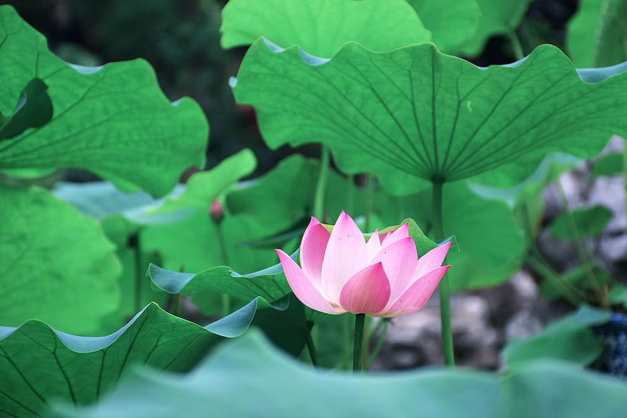 pink lotus flower, lotus leaf, green, views, plant part, water lily HD wallpaper