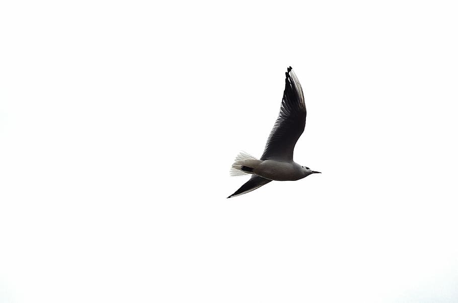 bird, flight, background, white, feathers, gull, seagull, animal HD wallpaper