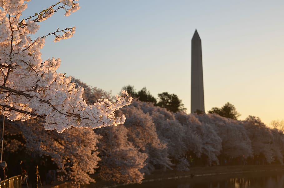 cherry blossom trees, cherry blosson trees, monument, building, HD wallpaper