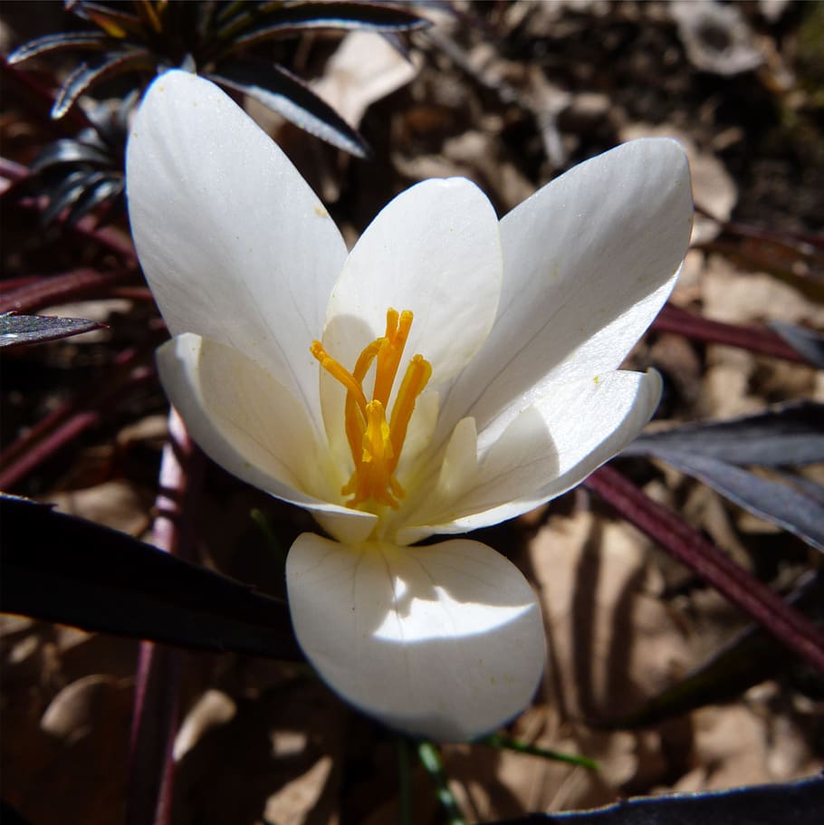 flower, crocus, spring, macro, nature, shadow, forest, discrete HD wallpaper