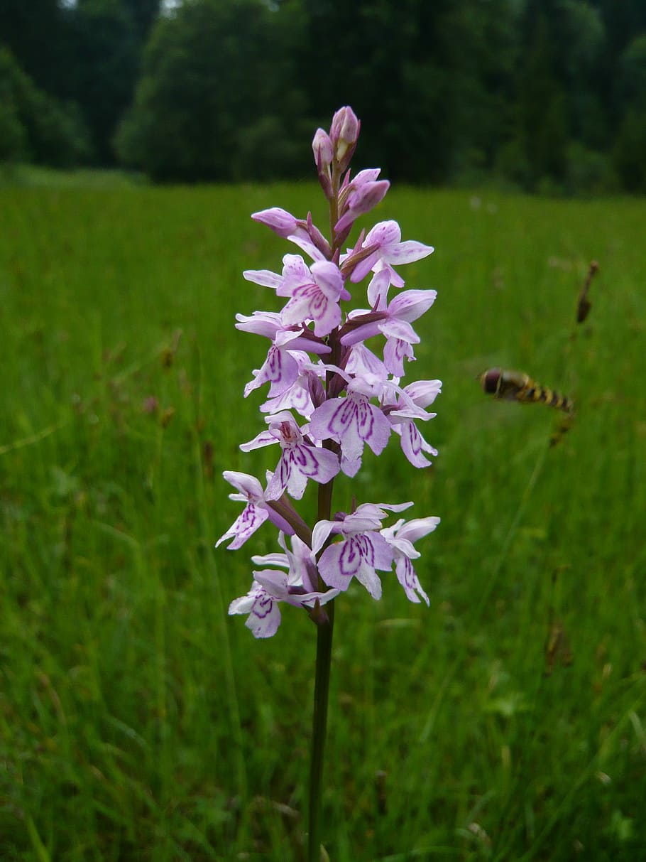 Flower, Orchid, nature, purple, grass, growth, outdoors, flowering plant HD wallpaper