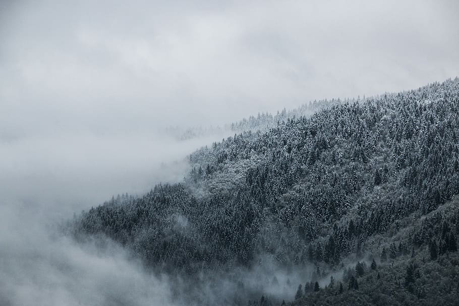mountain covered with white clouds, pine trees coated with fog HD wallpaper