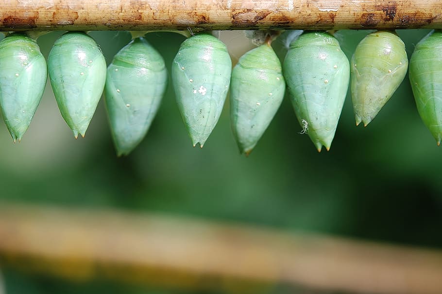 green leafed plant on brown tree branch, insect, wildlife, bug HD wallpaper