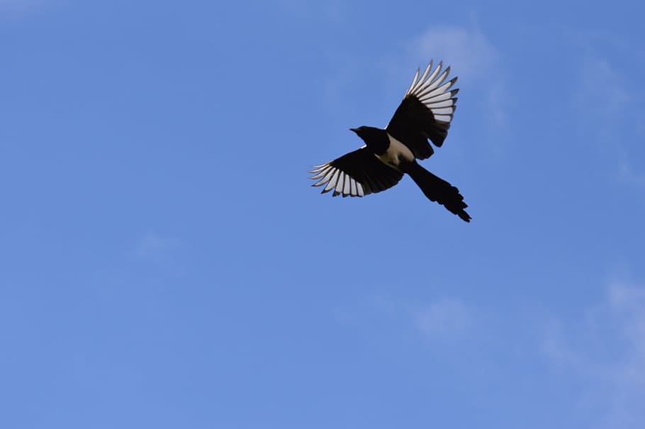 elster, flight, feather, bird, raven bird, blue sky, animal HD wallpaper
