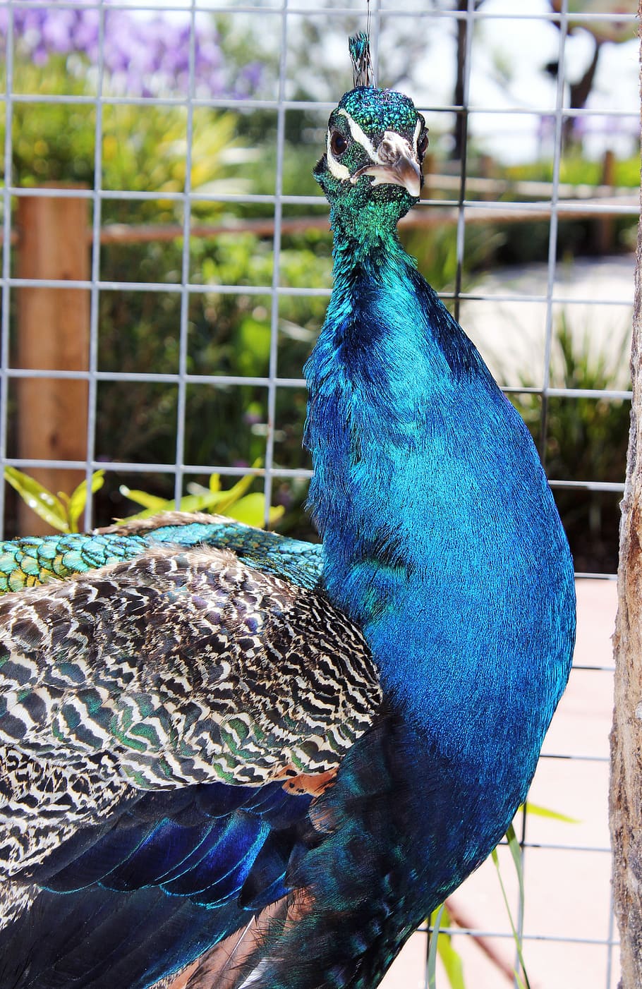 animals, peacock, zoo, animal themes, bird, vertebrate, animal wildlife HD wallpaper