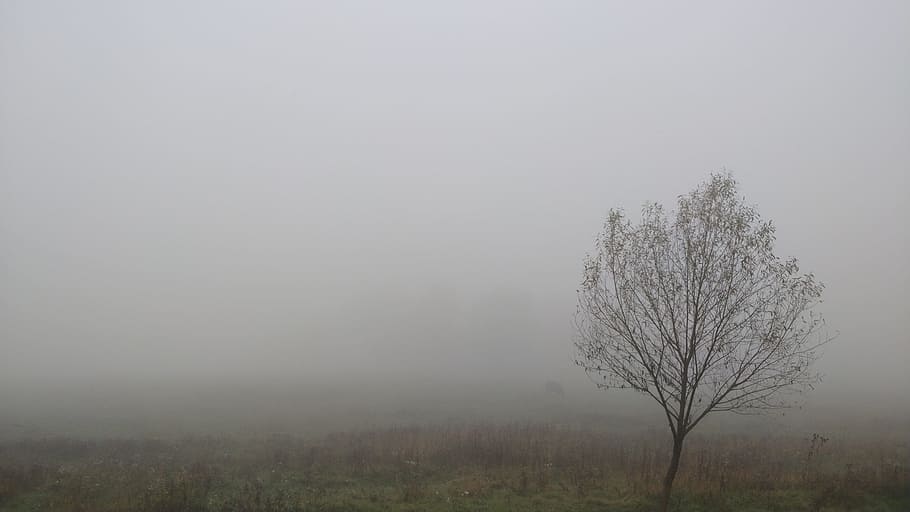 fog, autumn, tree, plant, environment, landscape, tranquility HD wallpaper