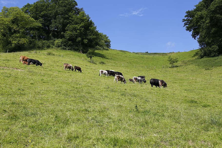 pasture, cattle, cows, graze, beef, suckler, agriculture, livestock HD wallpaper