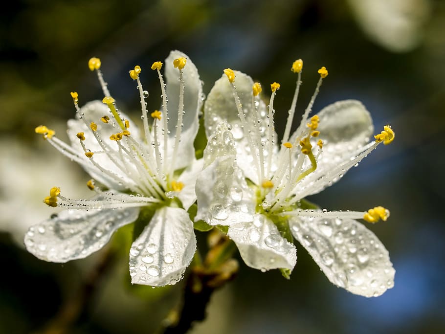 blossom, bloom, nature, plant, close-up, springtime, flower HD wallpaper