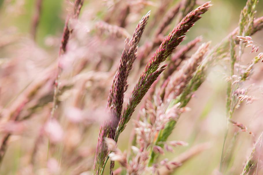 grasses, wild grass, meadow, husk, macro, plant, growth, cereal plant HD wallpaper