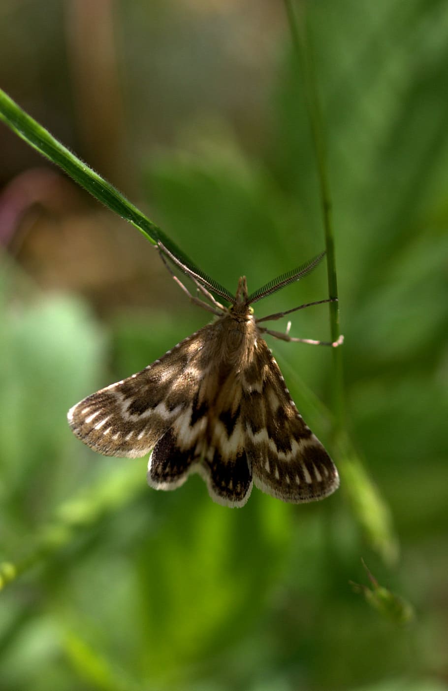 Butterfly, Spike, Insecta, Wings, Nature, one animal, animal themes HD wallpaper