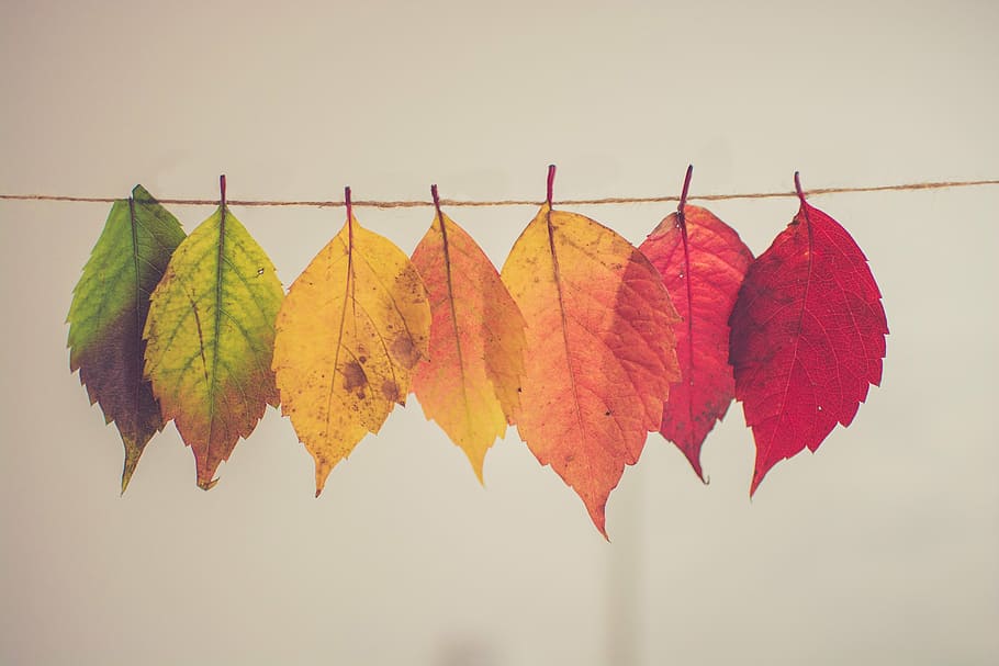 assorted-color leaves hanged on brown thread in closeup photo