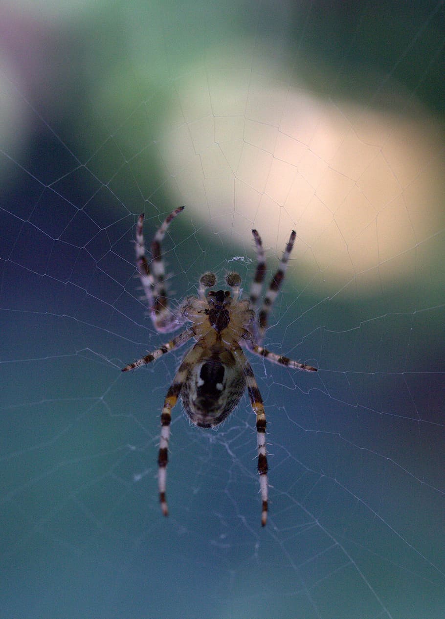 spider, spider web, hooked, arachnid, nature, animal themes HD wallpaper