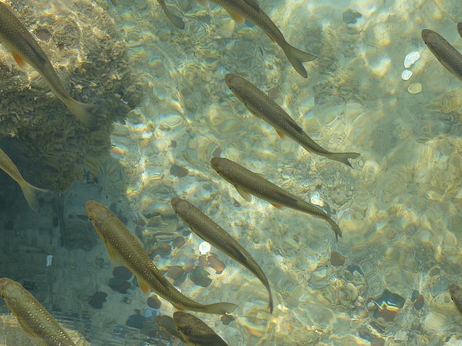 fish, croatia, nature, underwater, sea, animal, animals in the wild HD wallpaper