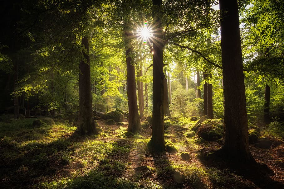green leafed forest during daytime, sun, mood, lighting, trees HD wallpaper
