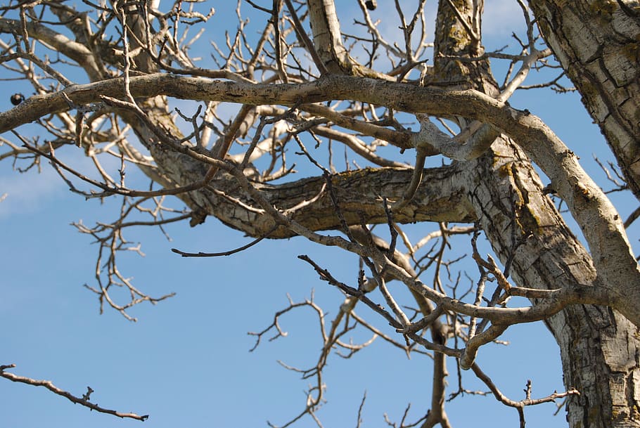 tree, nature, trunk, branches, winter, plant, low angle view HD wallpaper