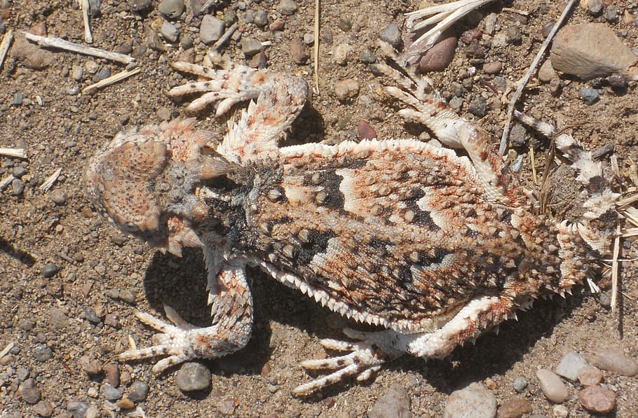horned toad, camouflage, lizard, phrynosoma, horned lizard, HD wallpaper