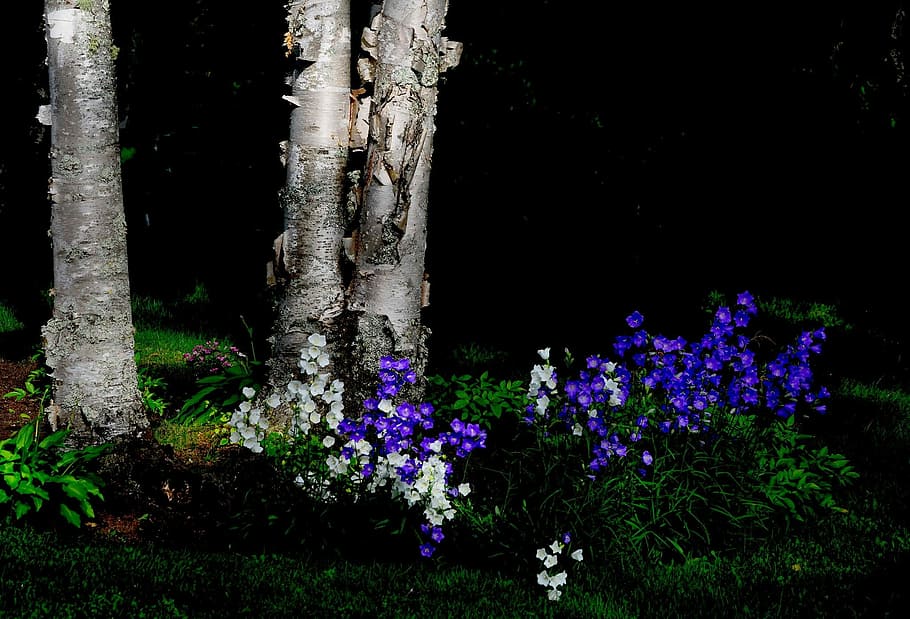 Flowers, Trees, Birch, Colors, Nature, purple, no people, plant HD wallpaper