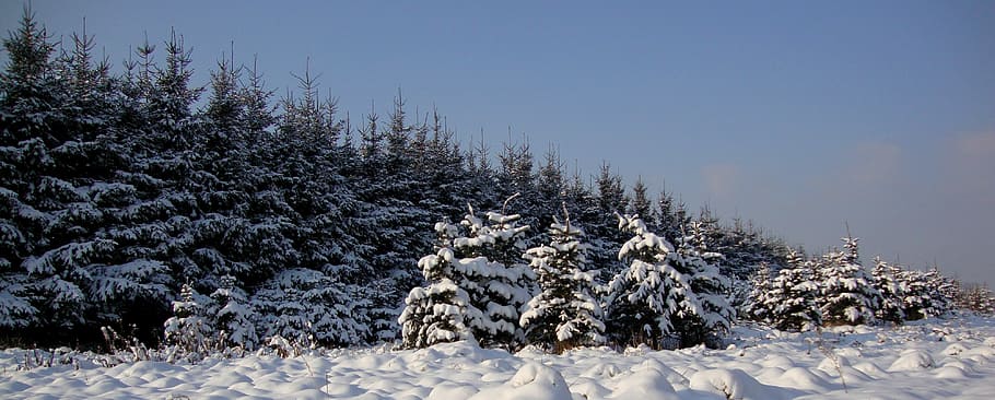 Winter, Tree, Landscape, Coniferous, white, poland, snow, cold temperature HD wallpaper