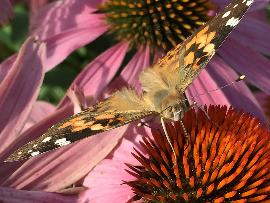 painted, lady, butterfly, flower, flowering plant, beauty in nature HD wallpaper