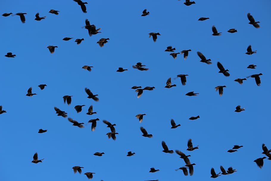 bird, sky, nature, animal wildlife, animals in the wild, large group of animals HD wallpaper