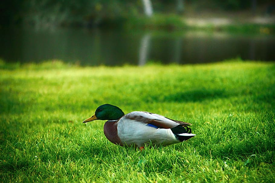 duck, grass, pond, bird, vertebrate, animal themes, animals in the wild HD wallpaper