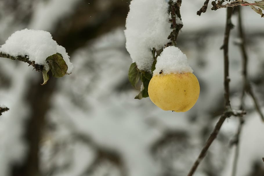 tree, apple, fruit, nature, winter, branch, snow, ice, frost HD wallpaper