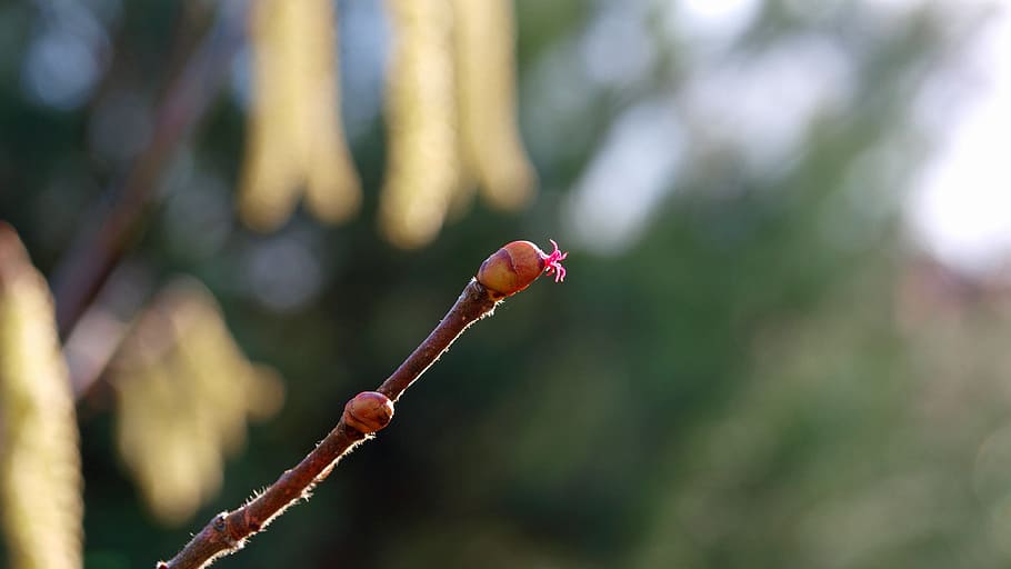 hazelnut, nature, blossom, spring, plant, focus on foreground HD wallpaper