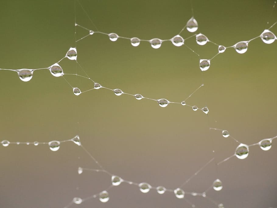 water, blur, dew, rain, clean, close-up, cobweb, drip, drop, droplet HD wallpaper