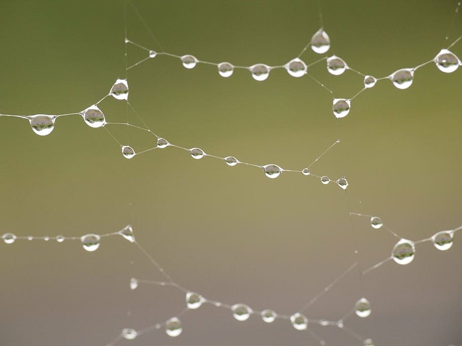 macro photography of water drops, rain, after the rain, spider's web HD wallpaper