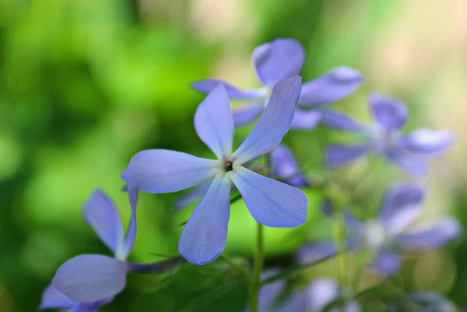 flowers, soft, spring, green, blue, nature, plant, fresh, bloom HD wallpaper
