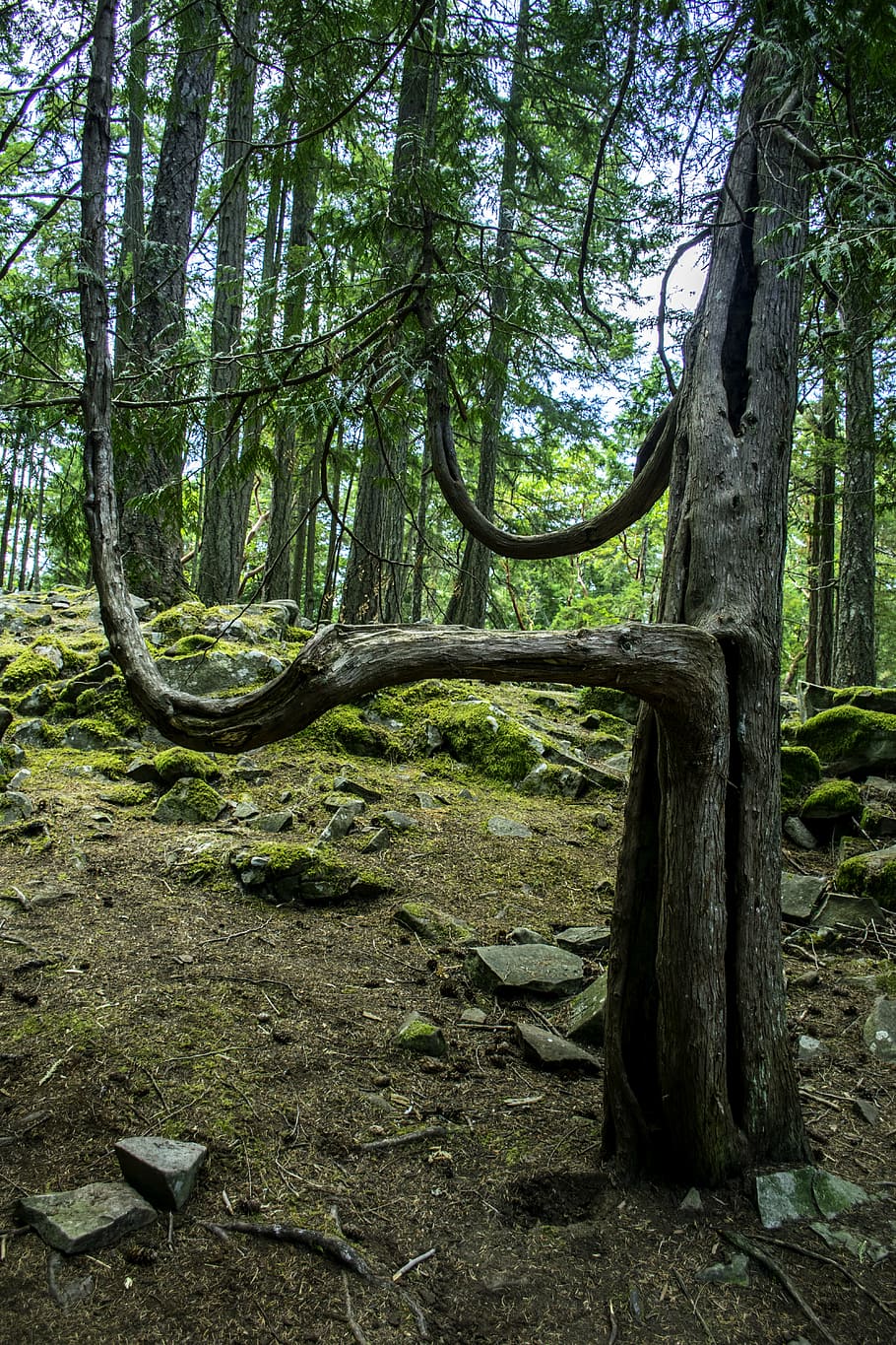 tree, lightening, branches, curve, mossy, forest, nature, outdoors HD wallpaper