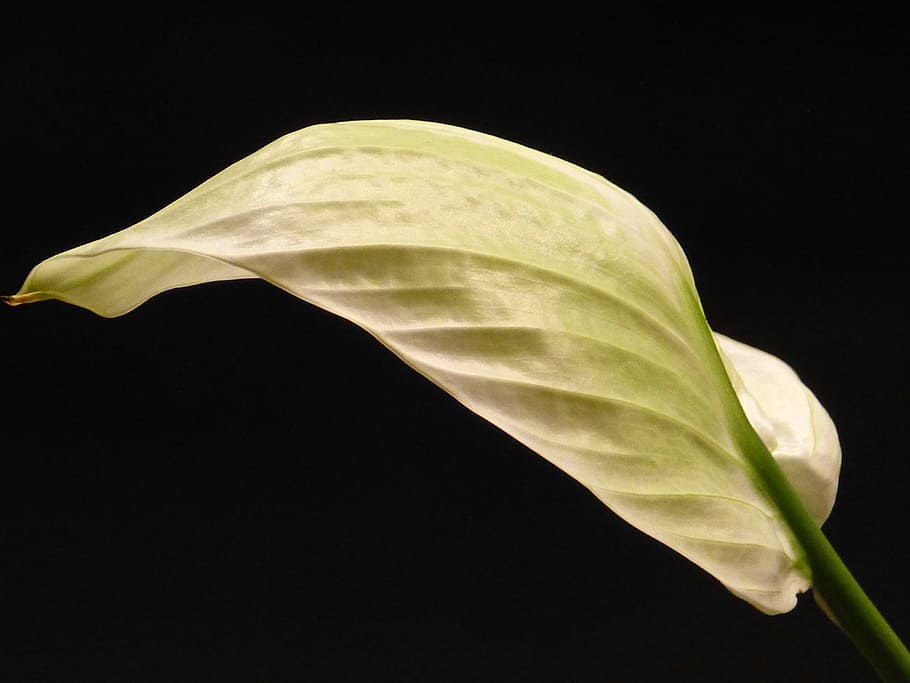 Spathiphyllum, Vaginal, Sheet, Leaf, vaginal sheet, flower, HD wallpaper
