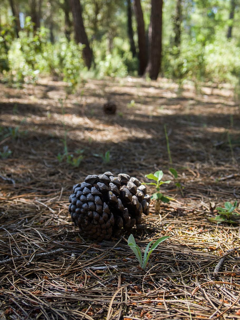 pineapple, nature, forest, soil, tree, food, no people, plant HD wallpaper