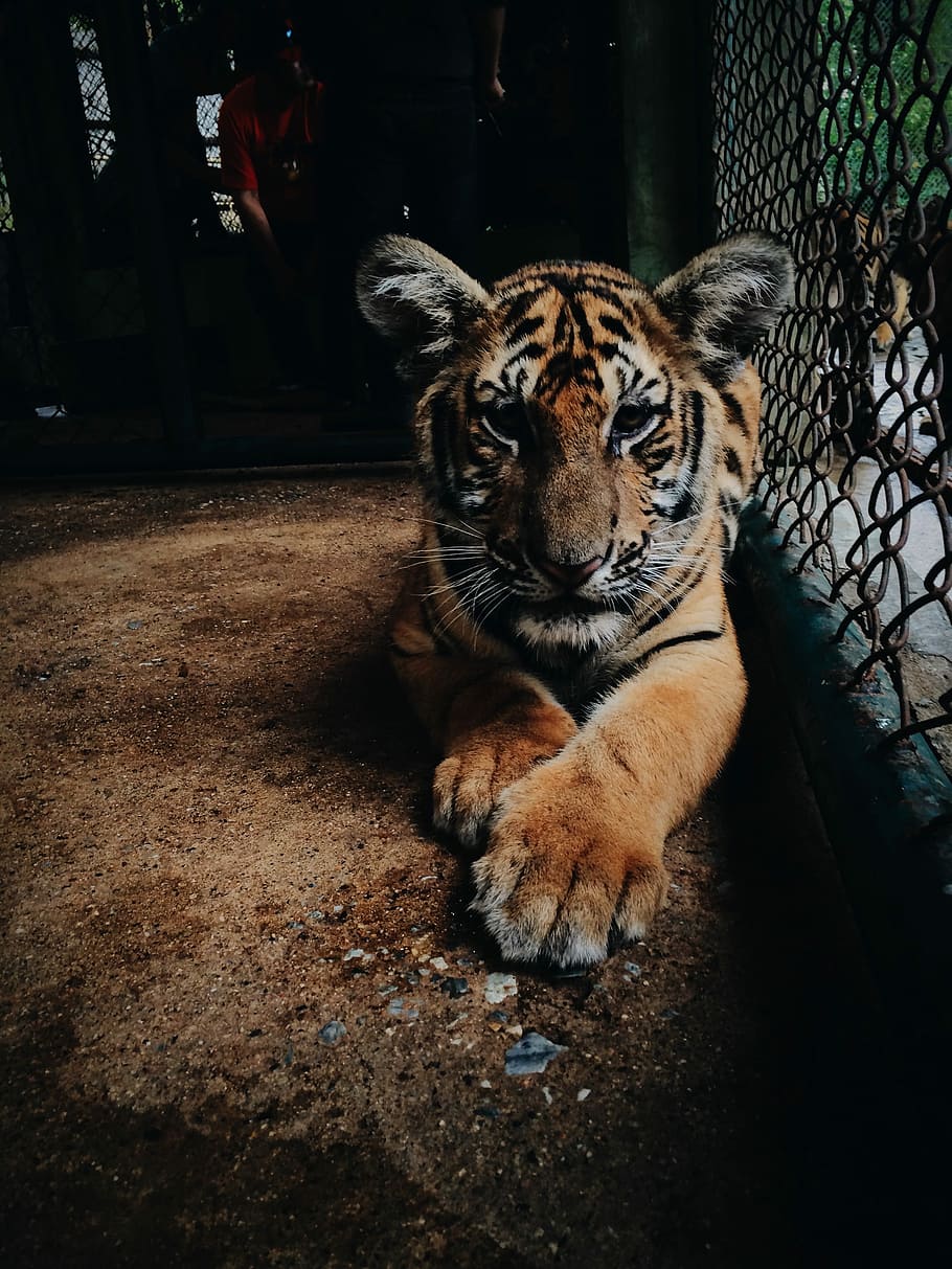 photo of tiger cub, animal, wildlife, undomesticated Cat, carnivore HD wallpaper