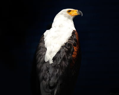 eagle facing right side, african fish eagle, raptor, bird, hunter HD wallpaper