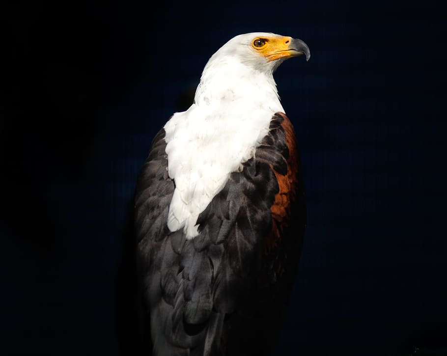 eagle facing right side, african fish eagle, raptor, bird, hunter HD wallpaper