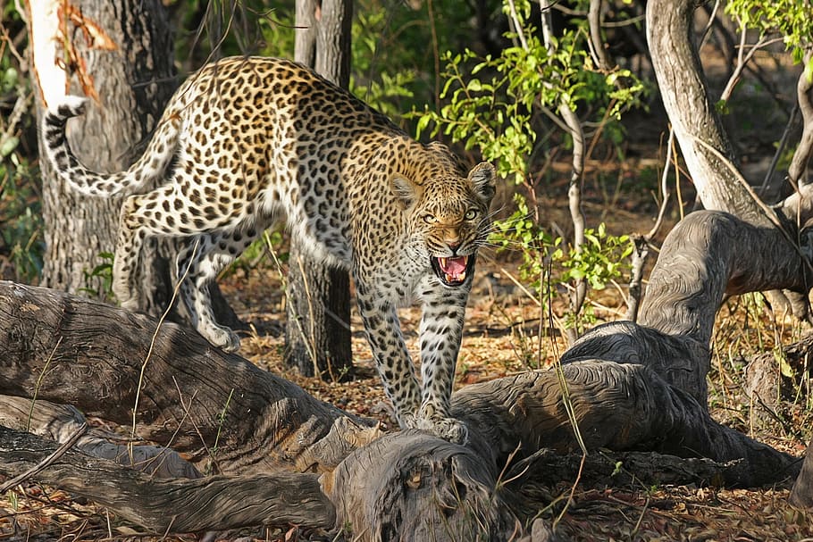 cheetah on tree log near plants, leopard, wildcat, big cat, botswana, HD wallpaper