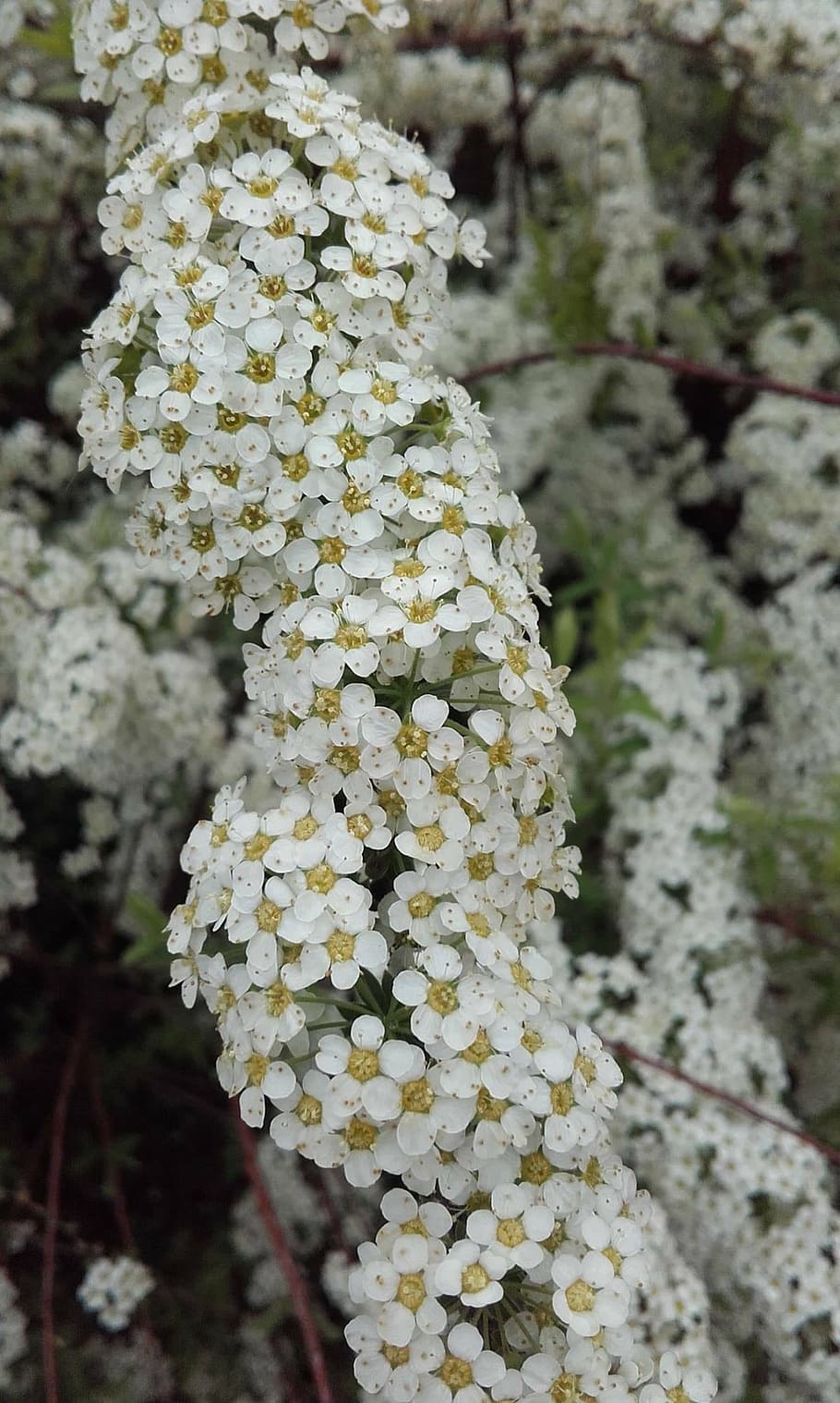 spring, flowers, bloom, spiraea, spiraea-witted, plant, growth, HD wallpaper