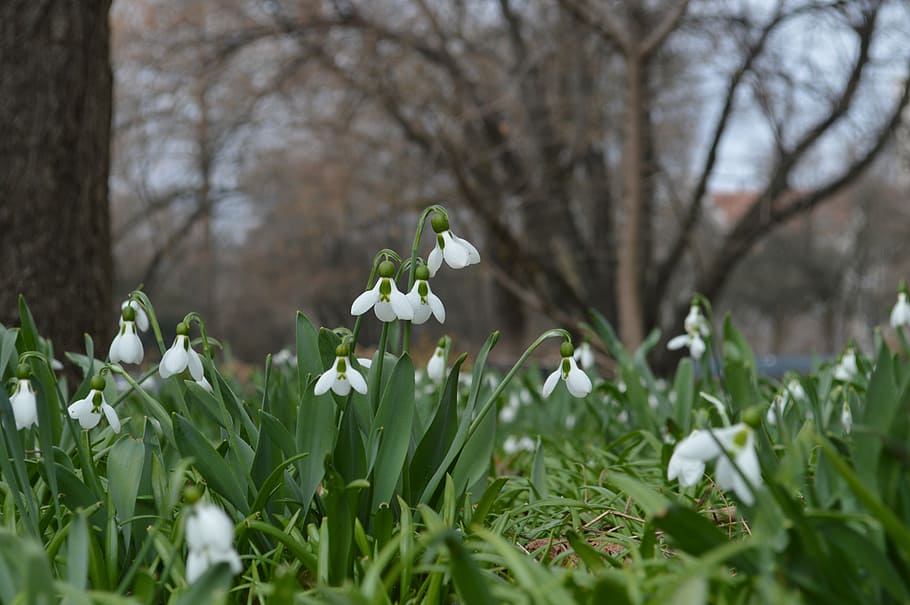 spring, flowers, plant, flowering plant, freshness, growth HD wallpaper