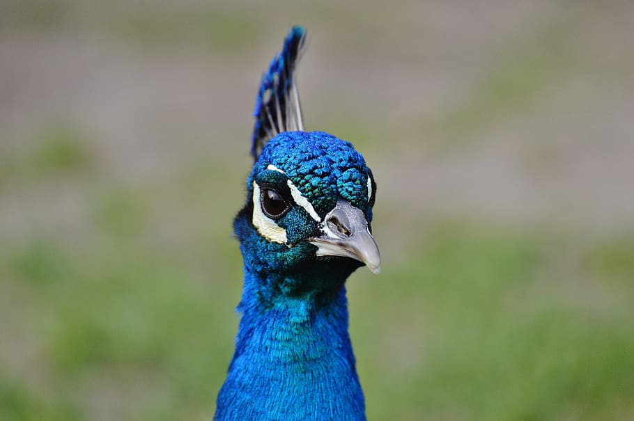 Peacock, Bird, Poultry, Feather, bill, nature, pride, beautiful HD wallpaper
