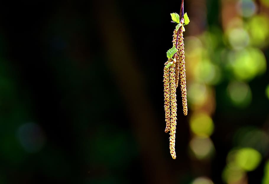 selective focus photography of yellow leaf plant, birch seeds HD wallpaper