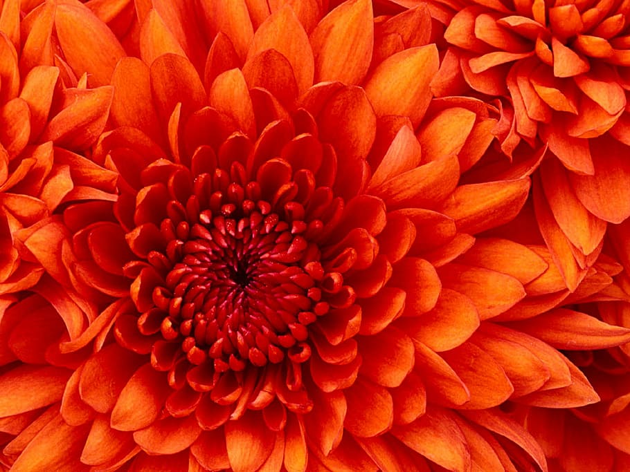 red petal flowers, chrysanthemum, macro, bloom, blossom, floral HD wallpaper