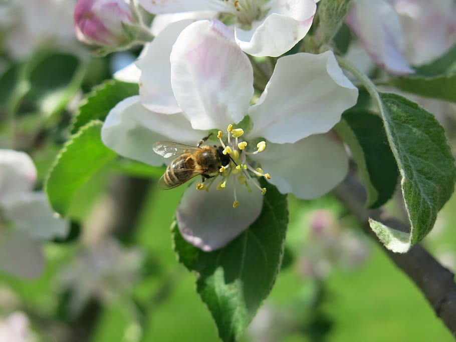 bee, blossom, apple, flower, nature, spring, honey, insect HD wallpaper