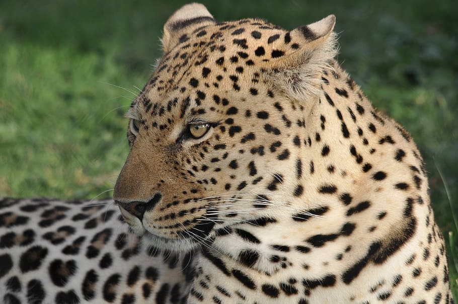 leopard lying on grass, wildlife, nature, cat, animal, mammal HD wallpaper