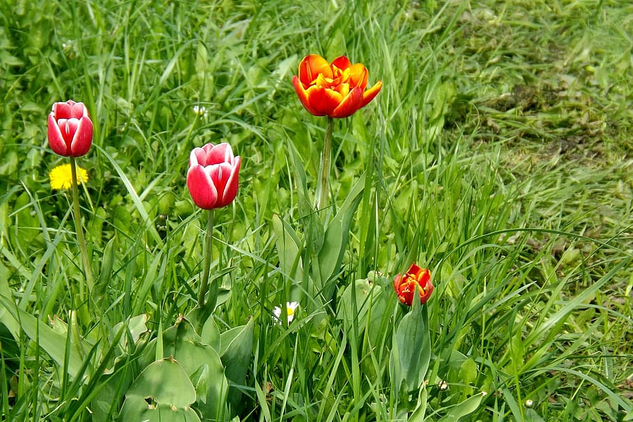 spring meadow, tulips, bloom, spring colors, nature, springtime HD wallpaper