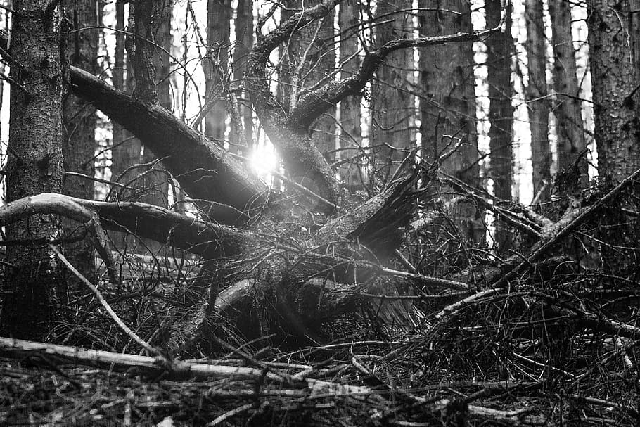 grayscale photo of logs, forest, root, light, sonner, mood HD wallpaper