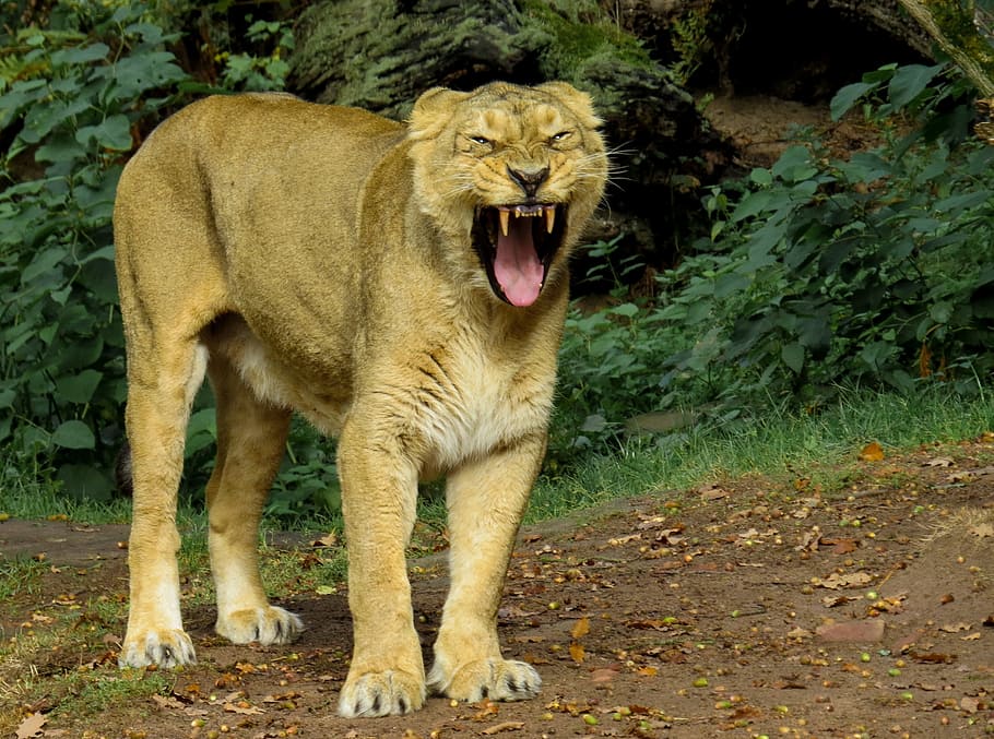 shallow photography of brown lioness, predator, cat, roar, zoo HD wallpaper